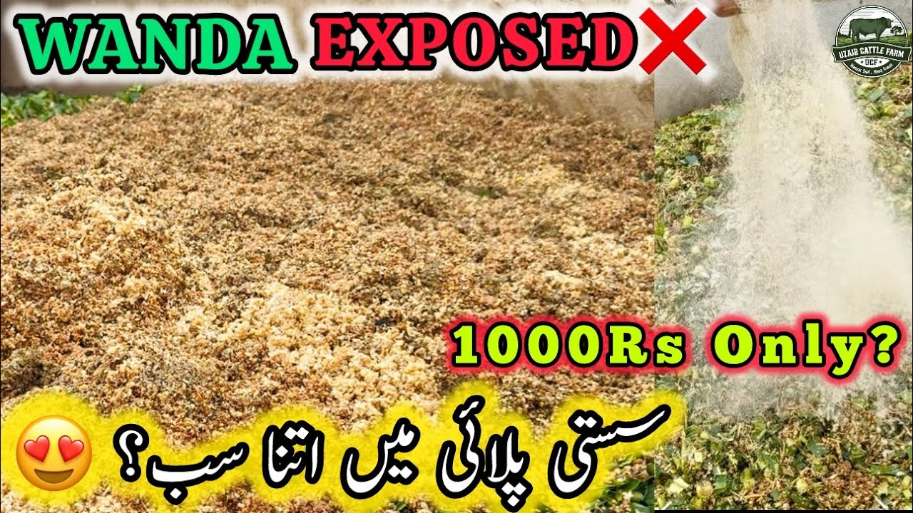 Wanda Exposed ❌ | Desi Wanda For Cattles At UCF | Sasti Palai ? | Uzair Cattle Farm