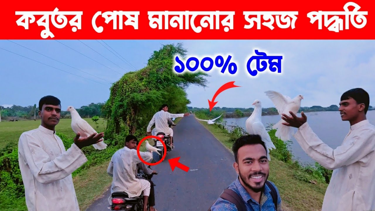 কবুতর পোষ মানানোর পদ্ধতি | how to team pigeon | kobutor palon bangaldesh | pigeons