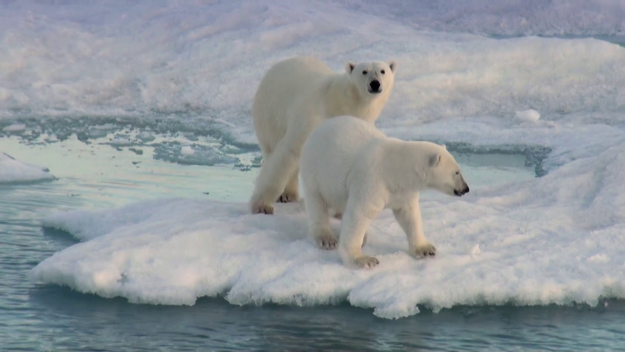 Arktis - Tiere und Landschaft - Hapag-Lloyd Cruises