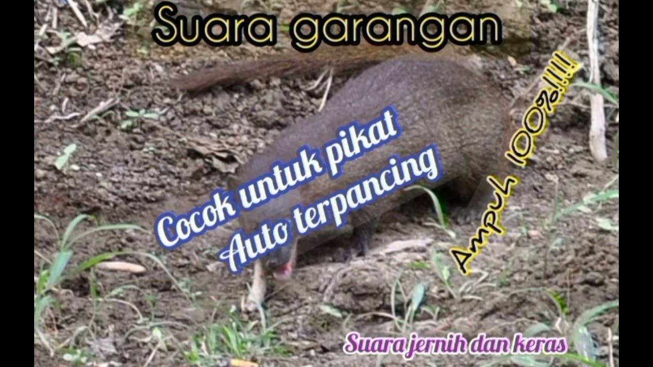Suara garangan (cocok untuk pikat/ berburu)