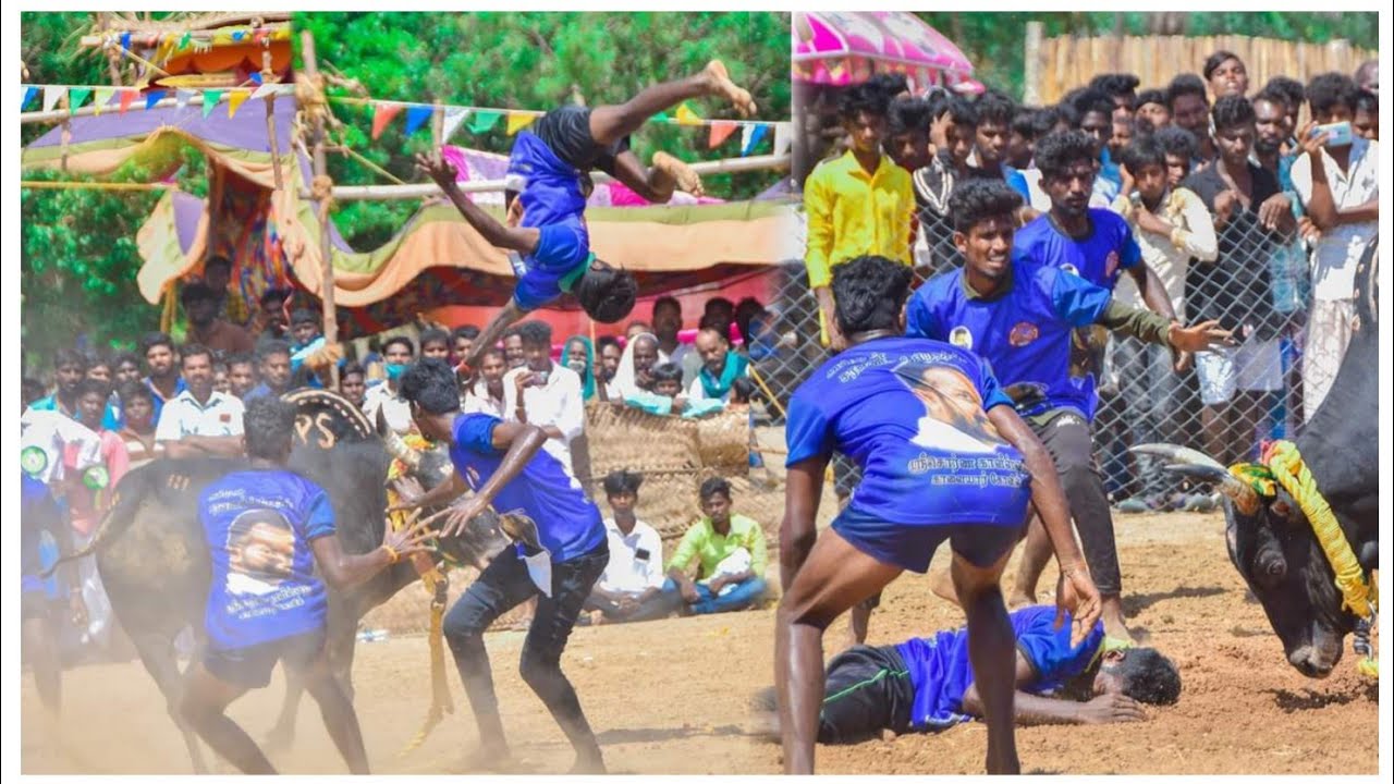 #சூரக்குண்டு  PS பெரியசாமி அவர்கள்  காளை Vs  சொர்னகாளீஸ்வரர் குழு வீரர்கள்#காஞ்சீரங்குடி_வடம்_2021