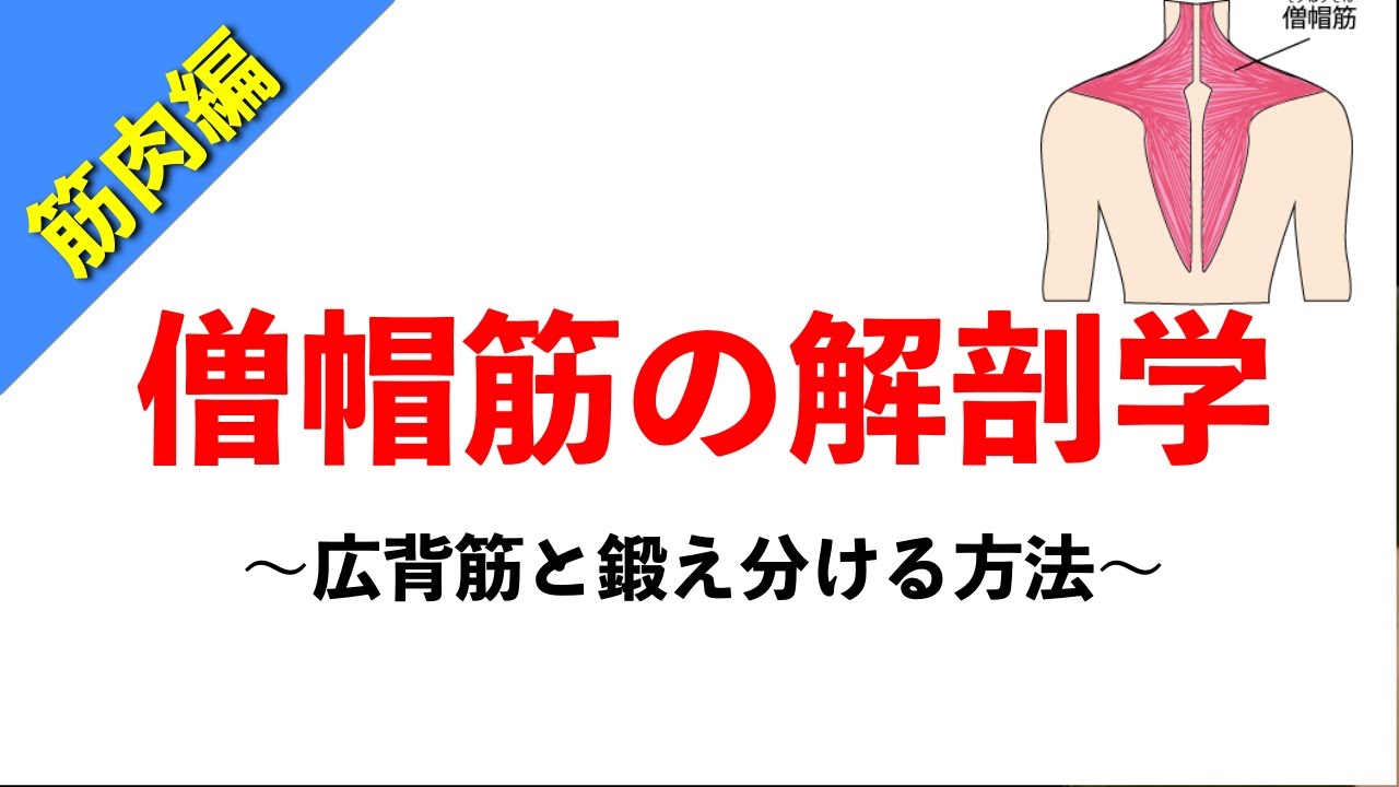 【柔道整復師が教える解剖学】僧帽筋の解剖学から見る背中のトレーニング方法【タロ塾#30】