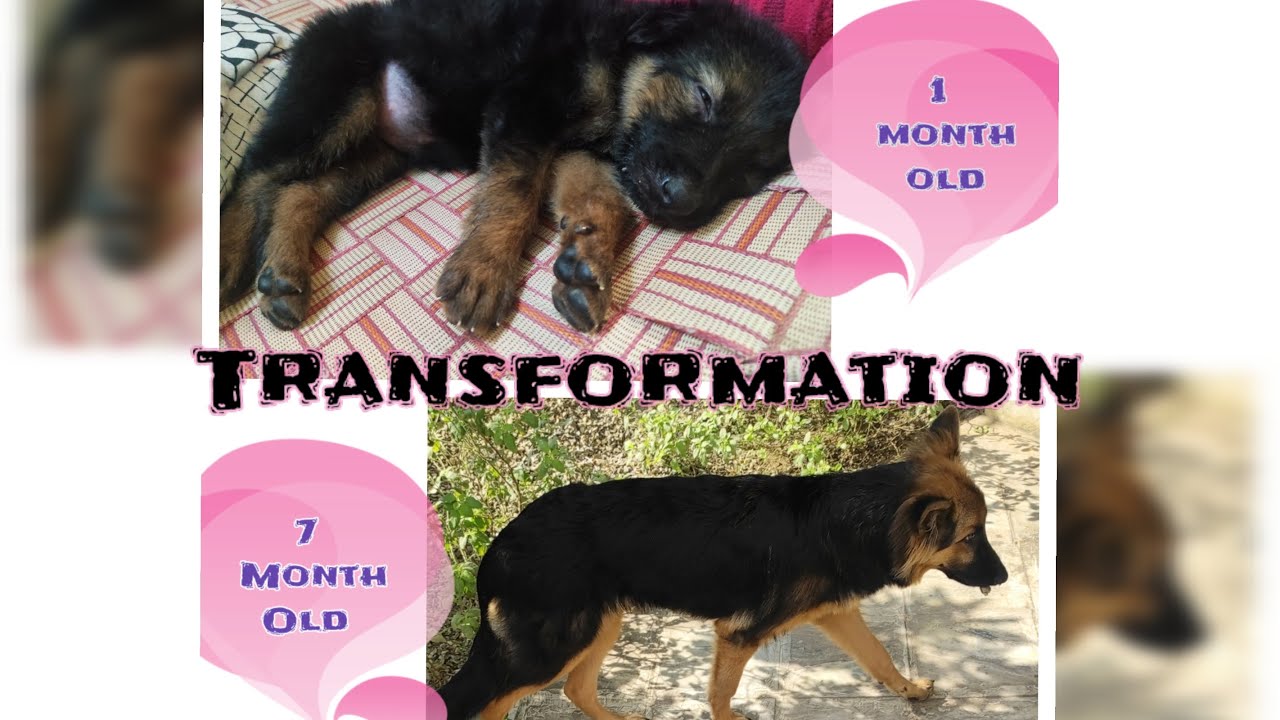 Dogs Glow Up | From Puppy to Dog | German shepherd puppy Transformation from 1 month to 7 months GSD
