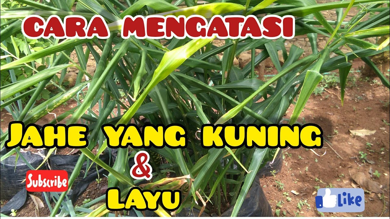 CARA MERAWAT JAHE AGAR TIDAK KUNING DAUN DAN BATANG