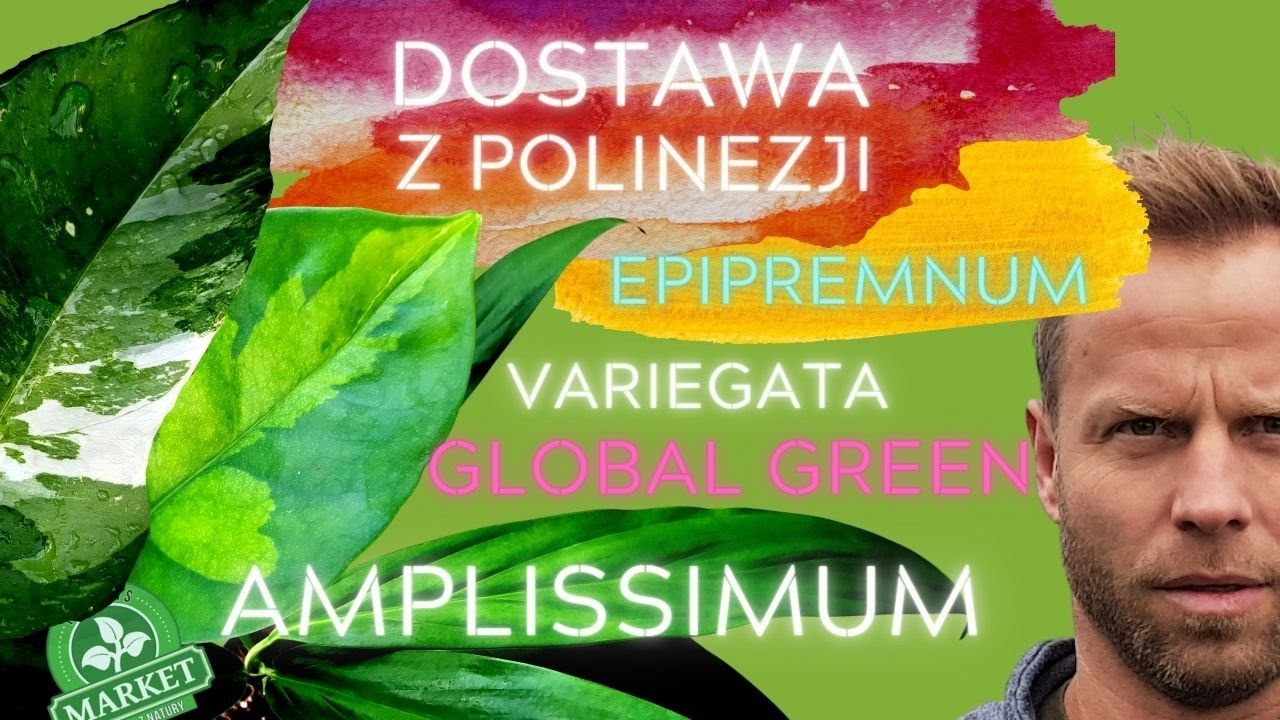 GLOBAL GREEN🌐 DOSTAWA Epipremnum pinnatum Variegata z POLINEZJI FRANCUSKIEJ🏝