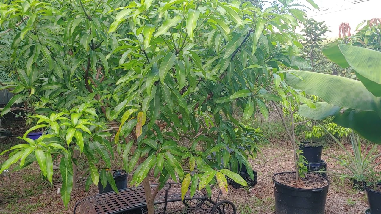 Sunrise mango tree🌳 definitely a winner 🏆.