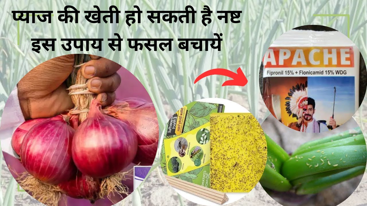 प्याज के सफेद कीट (Thrips) तथा जड़ गलुवा (Damping Off) रोग का सटीक उपचार 