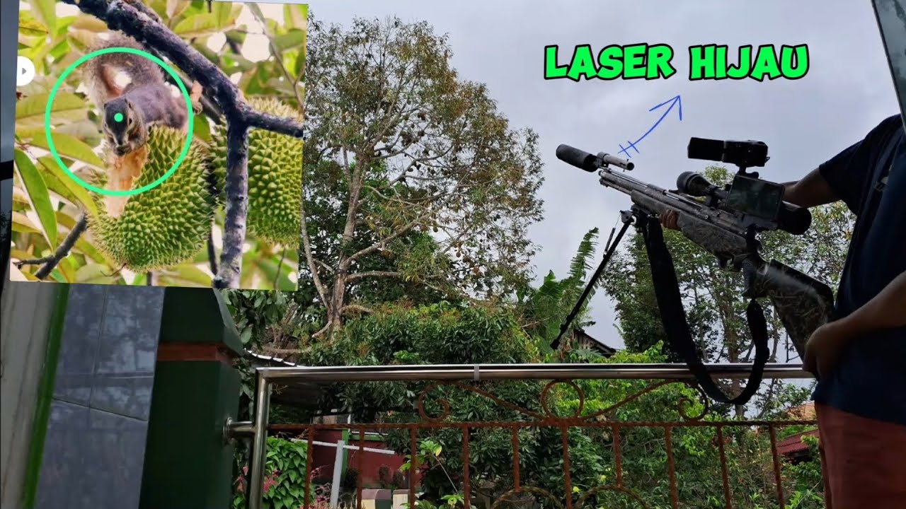 Berburu Tupai Pemakan Durian dari Rumah Menggunakan Laser Hijau