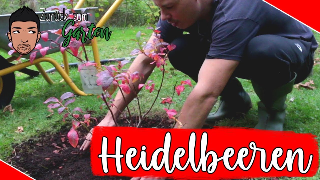 Heidelbeeren richtig pflanzen für hohen Ertrag  - ✅Boden, Standort, Pflegetipps