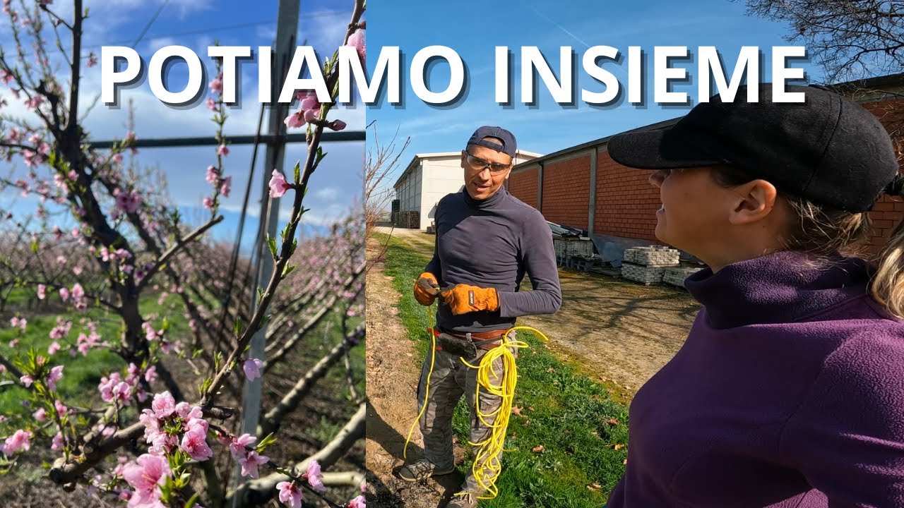 POTATURA DELLE DRUPACEE & AGGIORNAMENTI