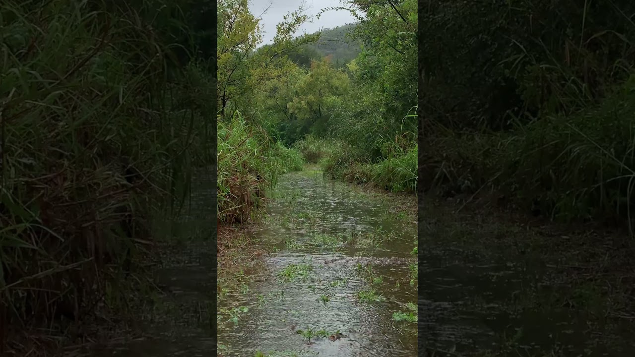 [기절숙면] 불면증 삭제하는 빗소리ㅣHealing Rain Sounds for Anxiety, Stress, and DepressionㅣAcabe com a Insônia