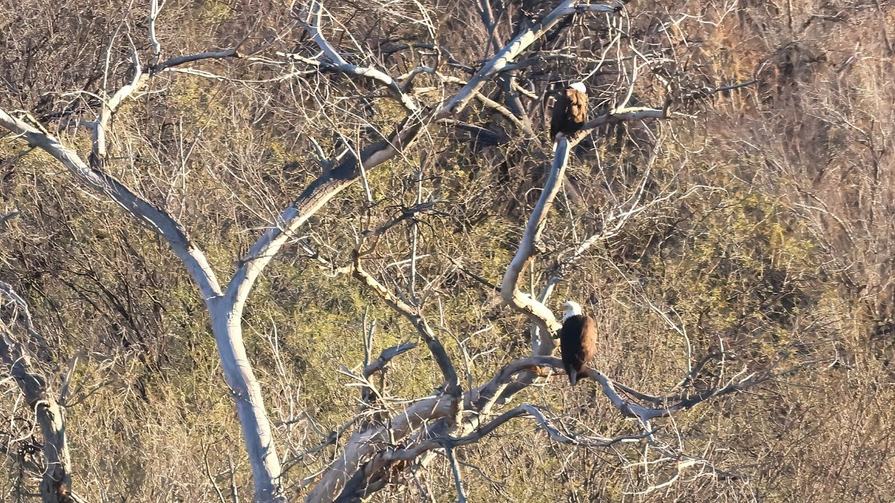 Our Hike to find an eagle atop on Coon Bluff.
