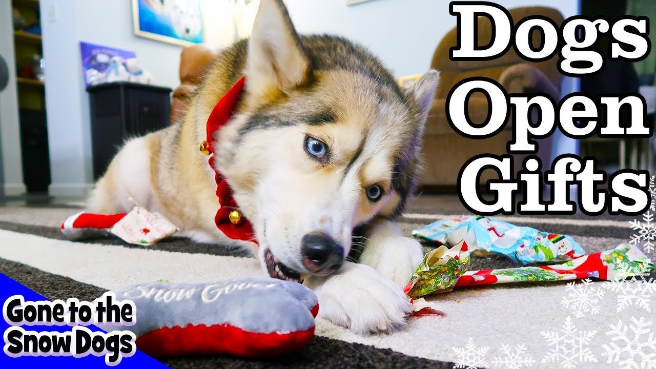 Husky Opening Christmas Presents | Dogs Open Christmas Gifts