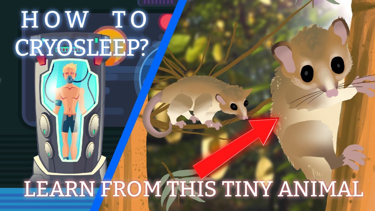 Monito Del Monte - the tiny animal that will make space travel possible