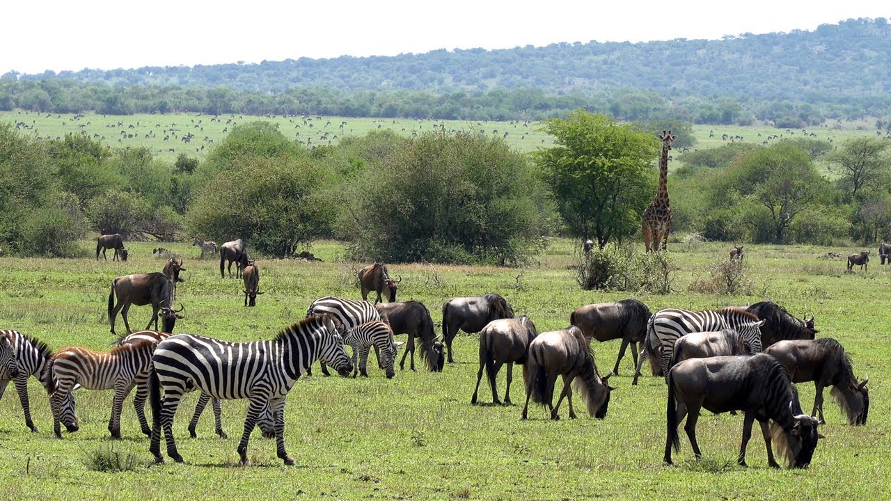 20221105 - Tanzania - Serengeti game drive 1