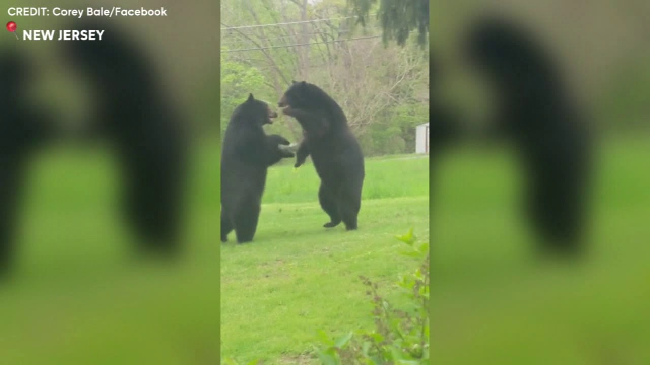 Black bears fight in front of Jersey man's home