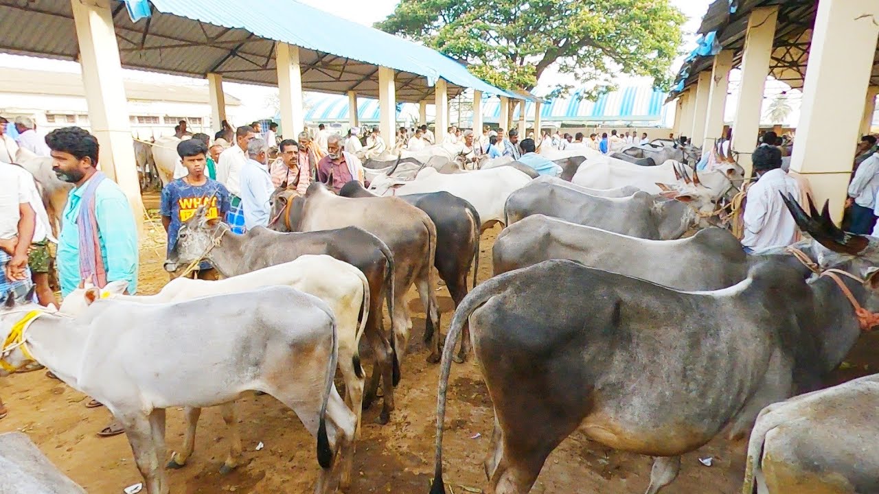 Chintamani weekly cattle bazaar - Every Sunday