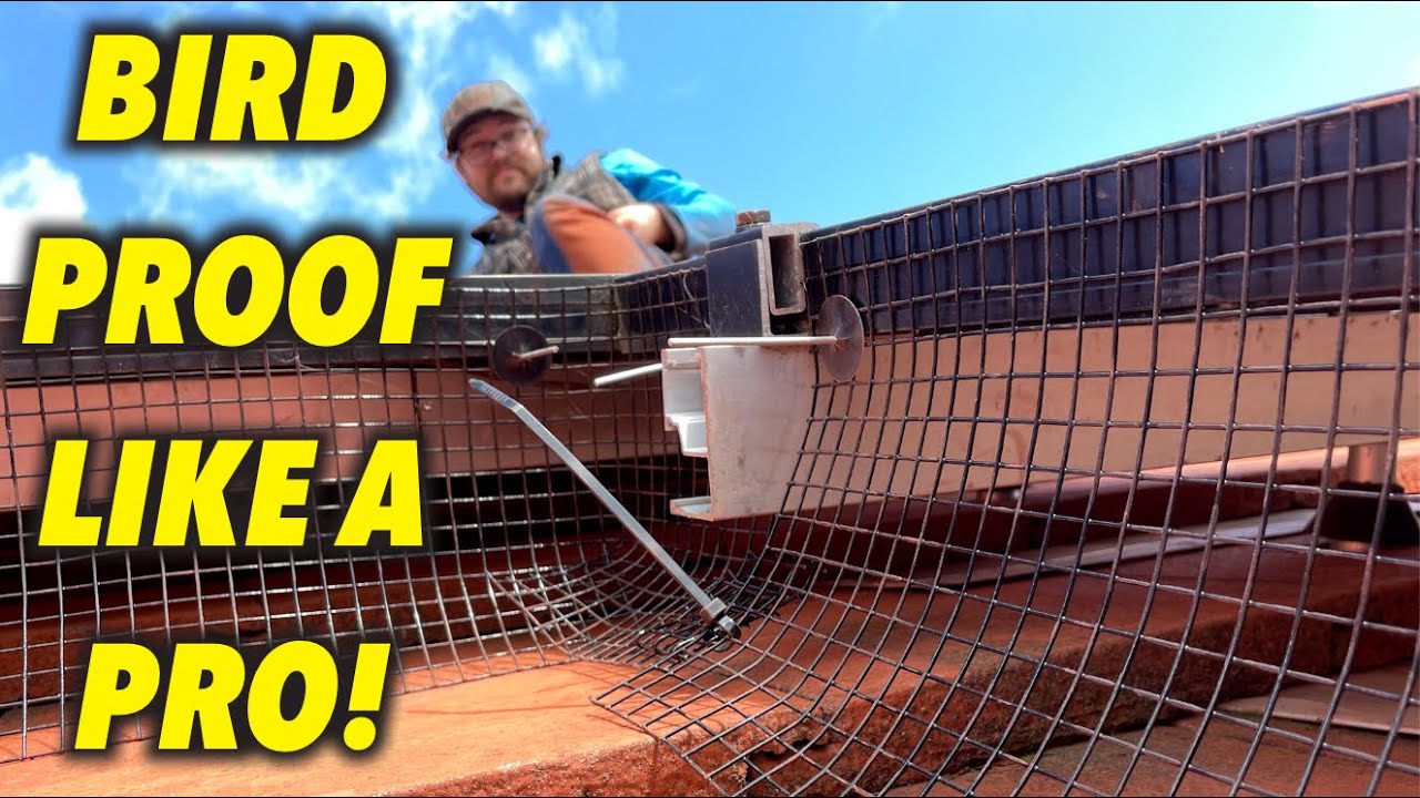 The How, When and Why To Bird Proofing Your Solar Panels Professionally - All One Solar Shine