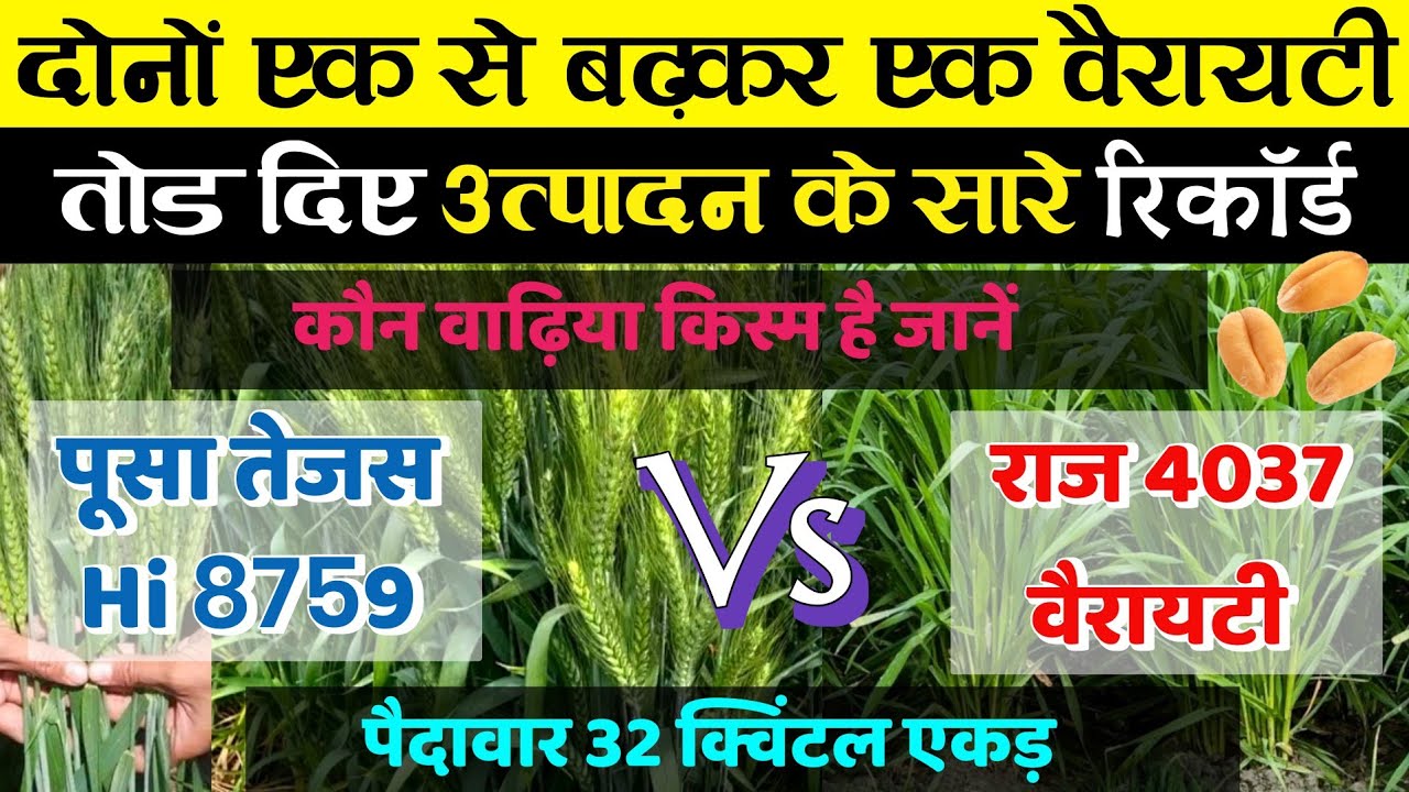 Pusa Tejas Vs Raj 4037 | hi 8759, राज 4037 gehu ki variety | gehu ki kheti