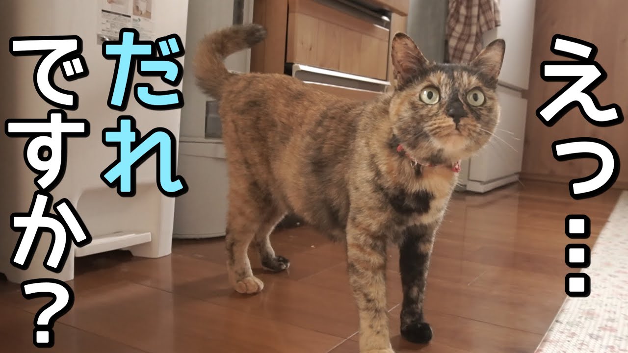 え…誰!?知らない人の登場に猫が大混乱で可愛すぎました。