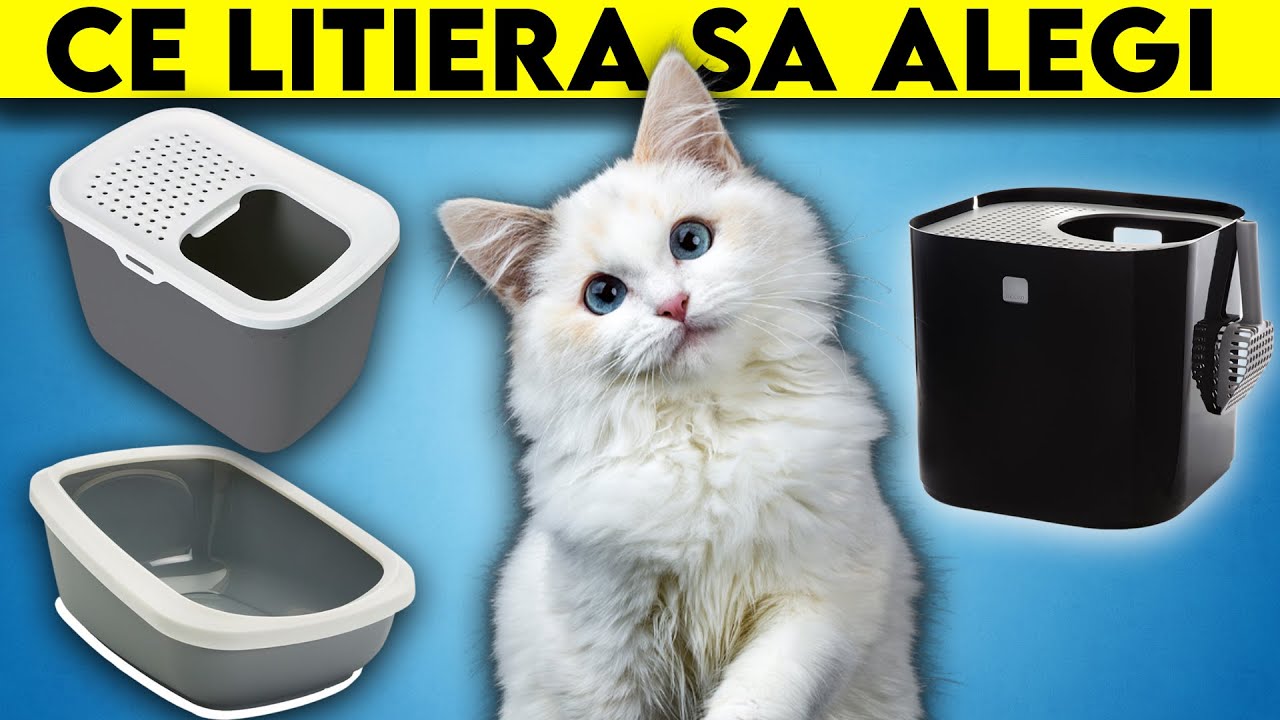 Tot Ce Nu Stiai Despre Litierele Pentru Pisici - Ghidul SUPREM!