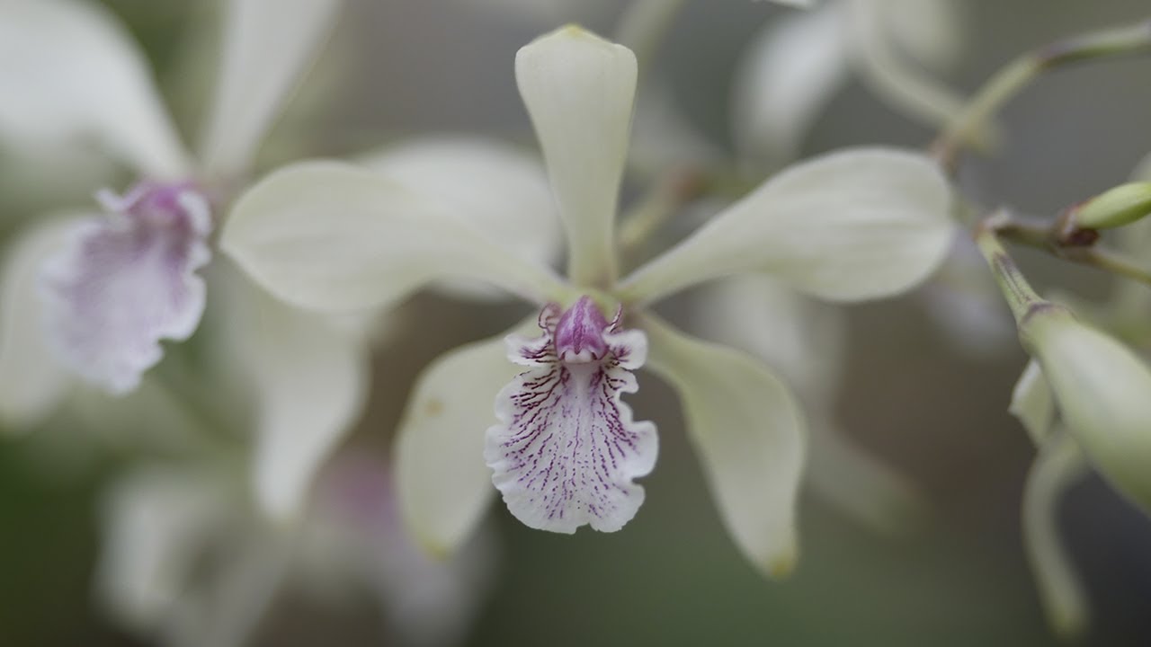 Encyclia incumbens - Orchideen Pflege leicht gemacht!