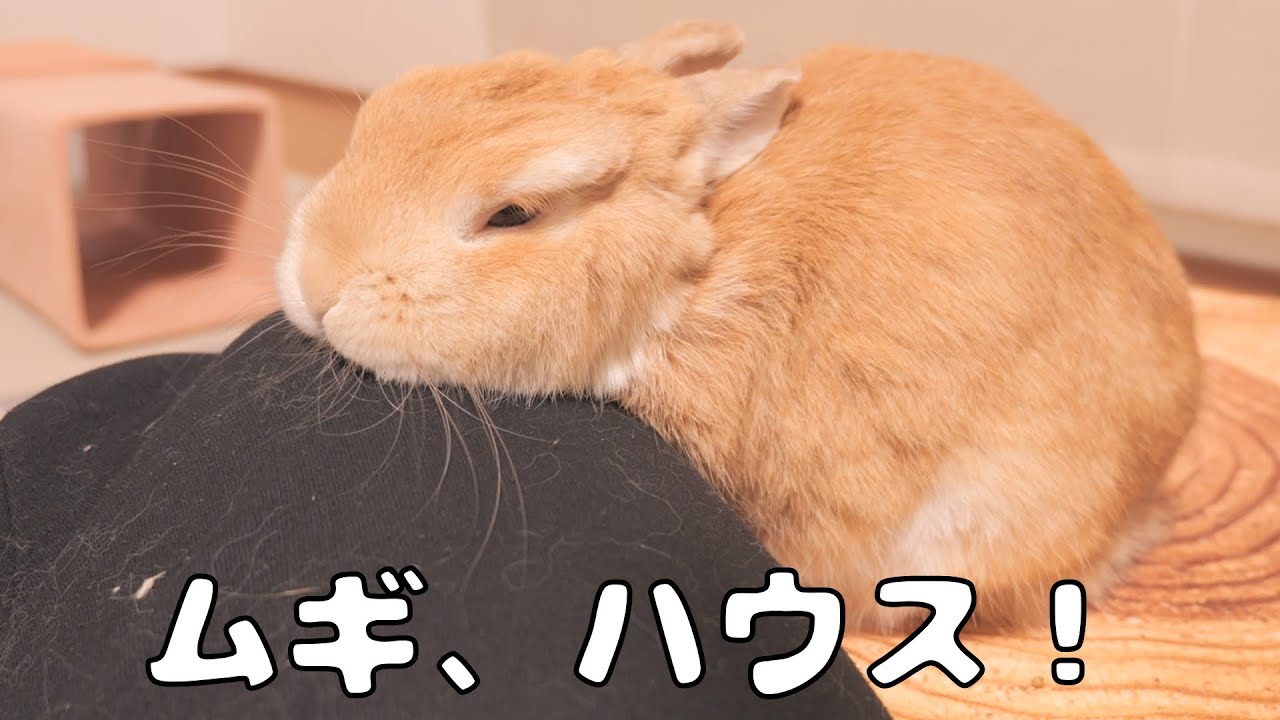 「ムギ、ハウス」と言ったら膝の上に顔を乗せてきました【No.1032】
