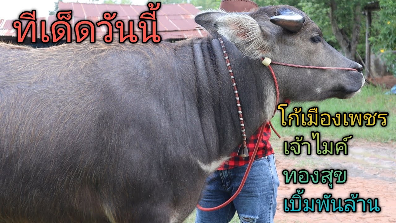 เปิดราคาควายงามสายพัฒนา ลูกสาวเจ้าไมค์ ลูกสาวโก้เมืองเพชร ลูกชายทองสุข ควายแม่ลูก สวยๆ