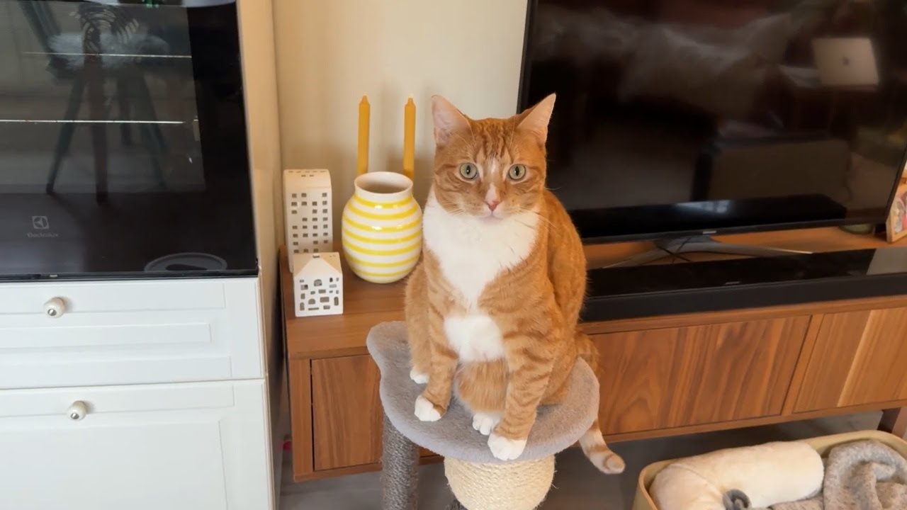 Excuse me human...my snack?