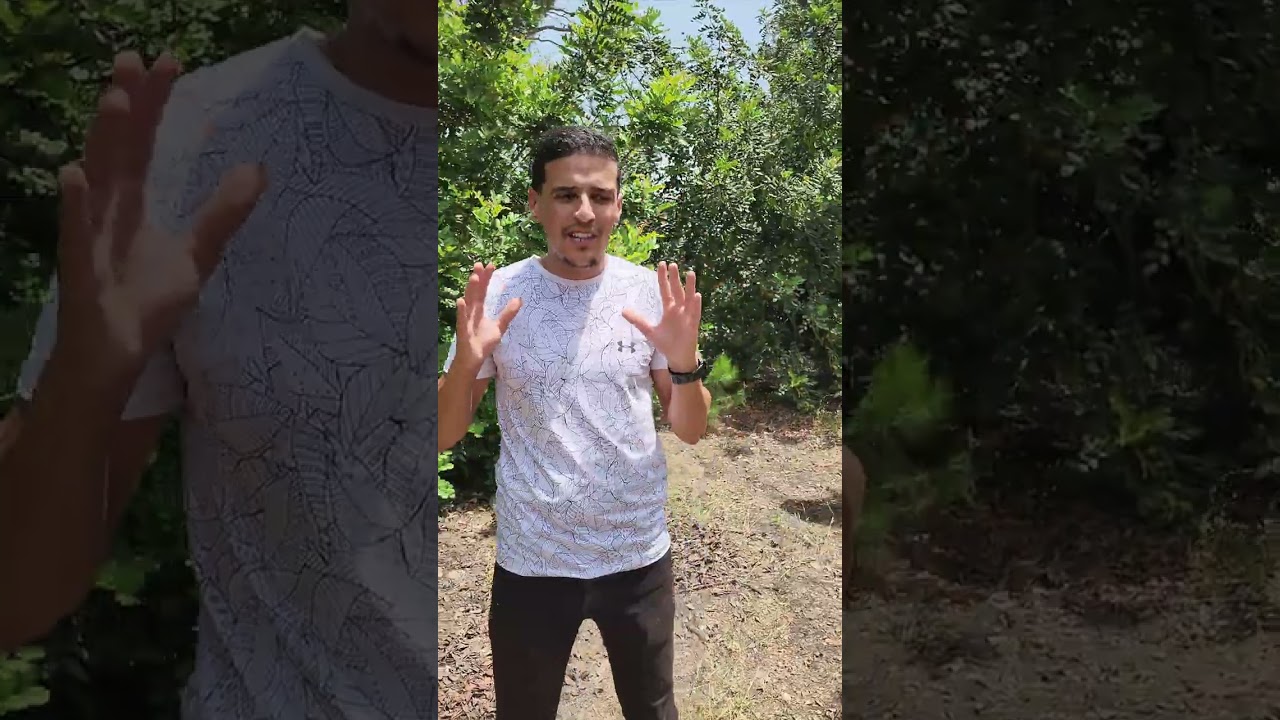 دراسة  مشروع الخروب🌳 في الجزائر🇩🇿   هل الإسثمار في شعبة الخروب مشروع مربح ماليا تابع معنا )