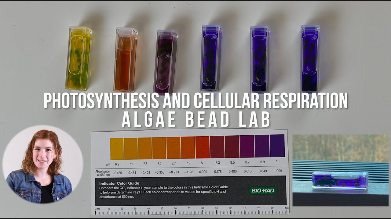 Photosynthesis and Cellular Respiration Algae Bead Lab | MPS Teacher Lab with Ms. Riley