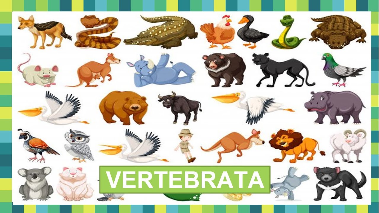 BIOLOGI SMA KELAS X: VERTEBRATA