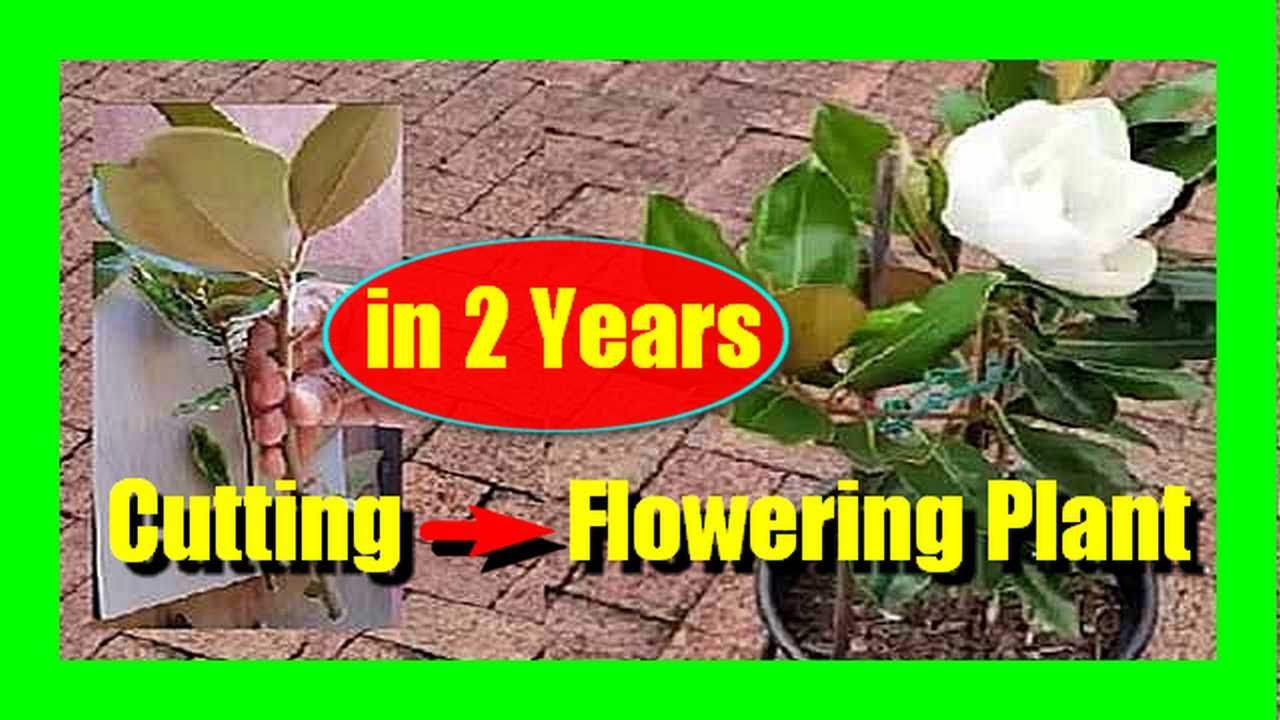 Little Gem Magnolia In Pot Grown From Cutting Flowering in 2 Years: Magnolia Cutting To Flowering