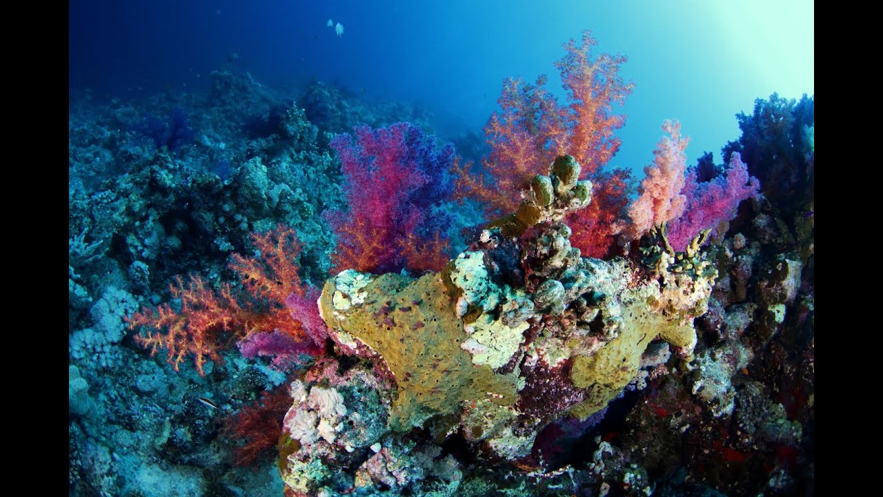 Jižní safari Elba Sůdán 12 2025, Přílet a první dny potápění