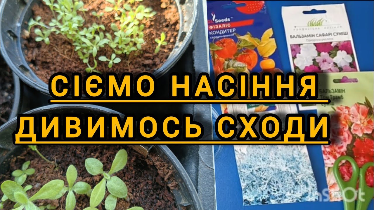 Нові посіви та результати☺️ #квіти #насіння #квіти_з_насіння 