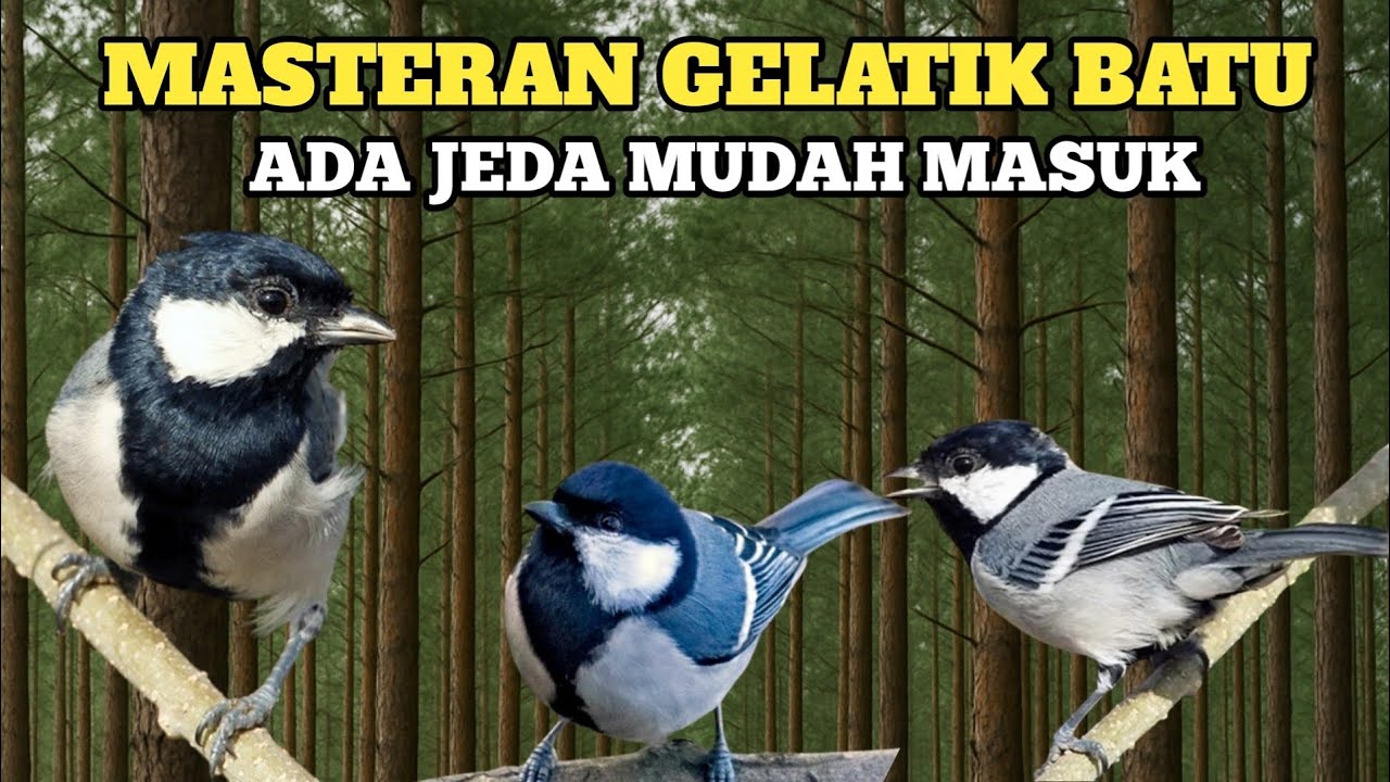🟢AUDIO SUPER JERNIH MASTERAN BURUNG GELATIK BATU||ADA JEDA MUDAH MASUK
