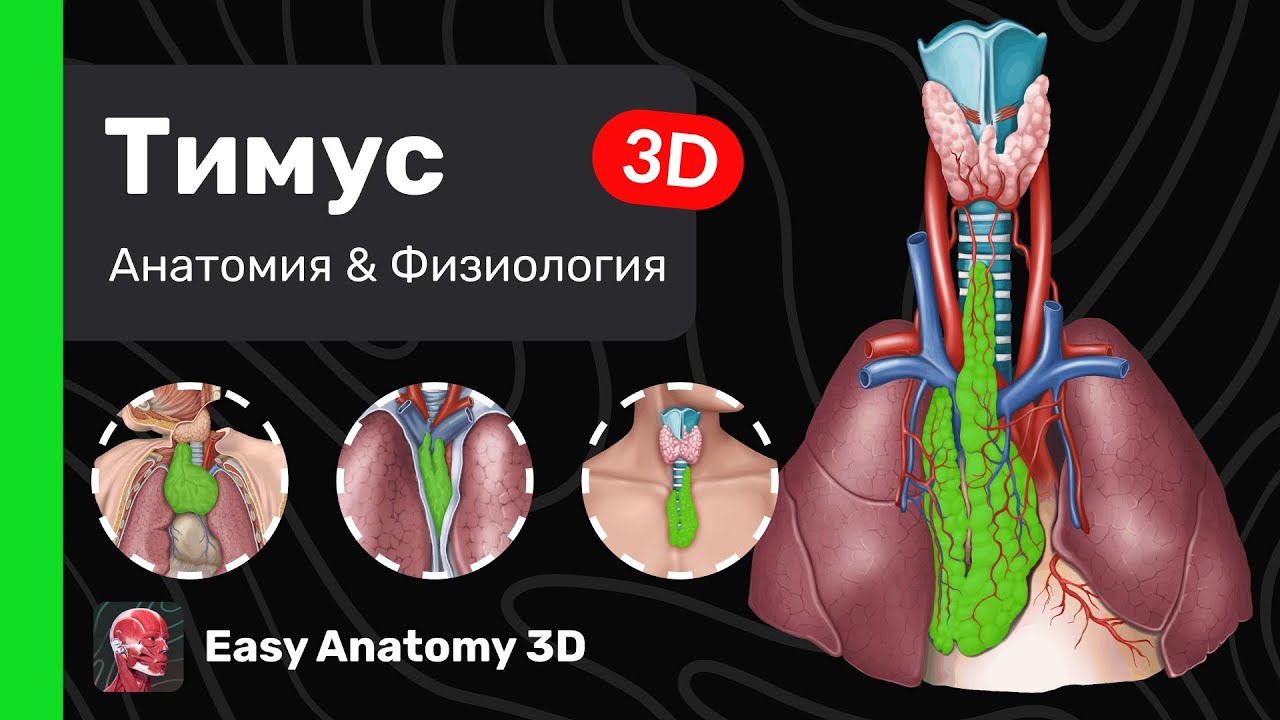 Тимус: Анатомия & Физиология | Вилочковая железа | Easy Anatomy