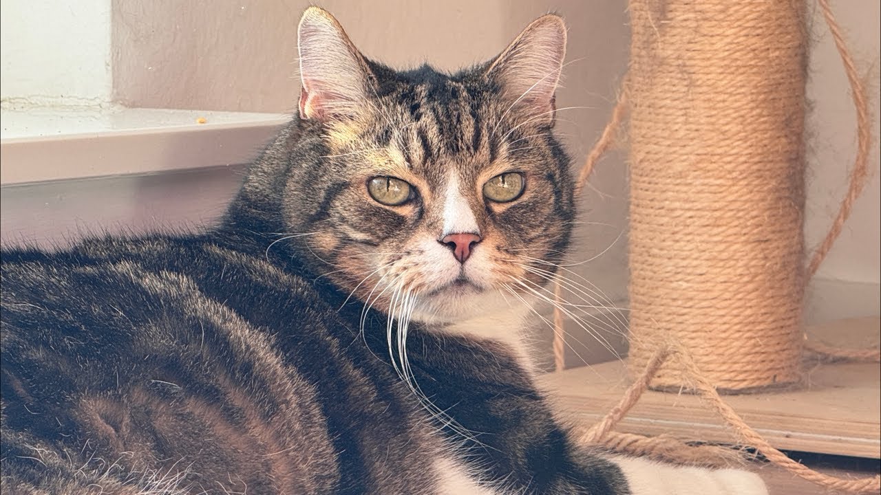 13-year-old gentleman cat is now online!He sleeps while you go to work 😁