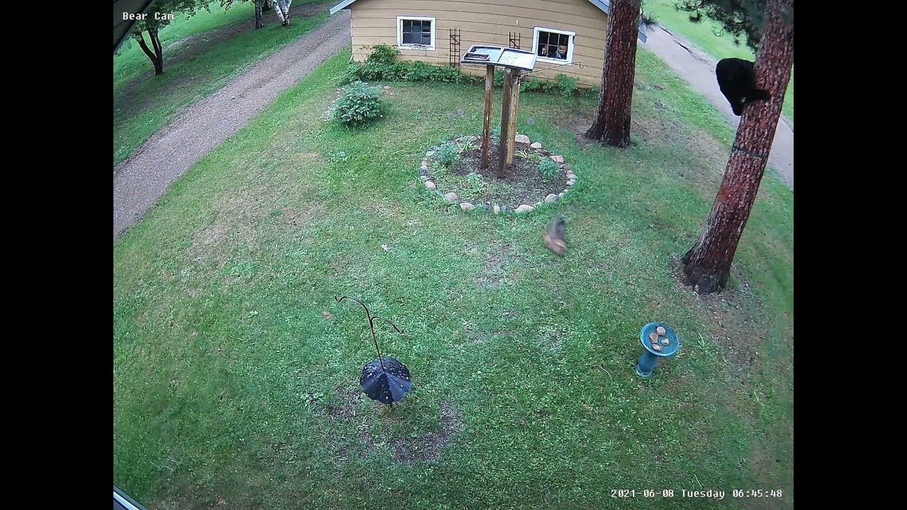 Tiny Dog Chases Bear up Tree || ViralHog