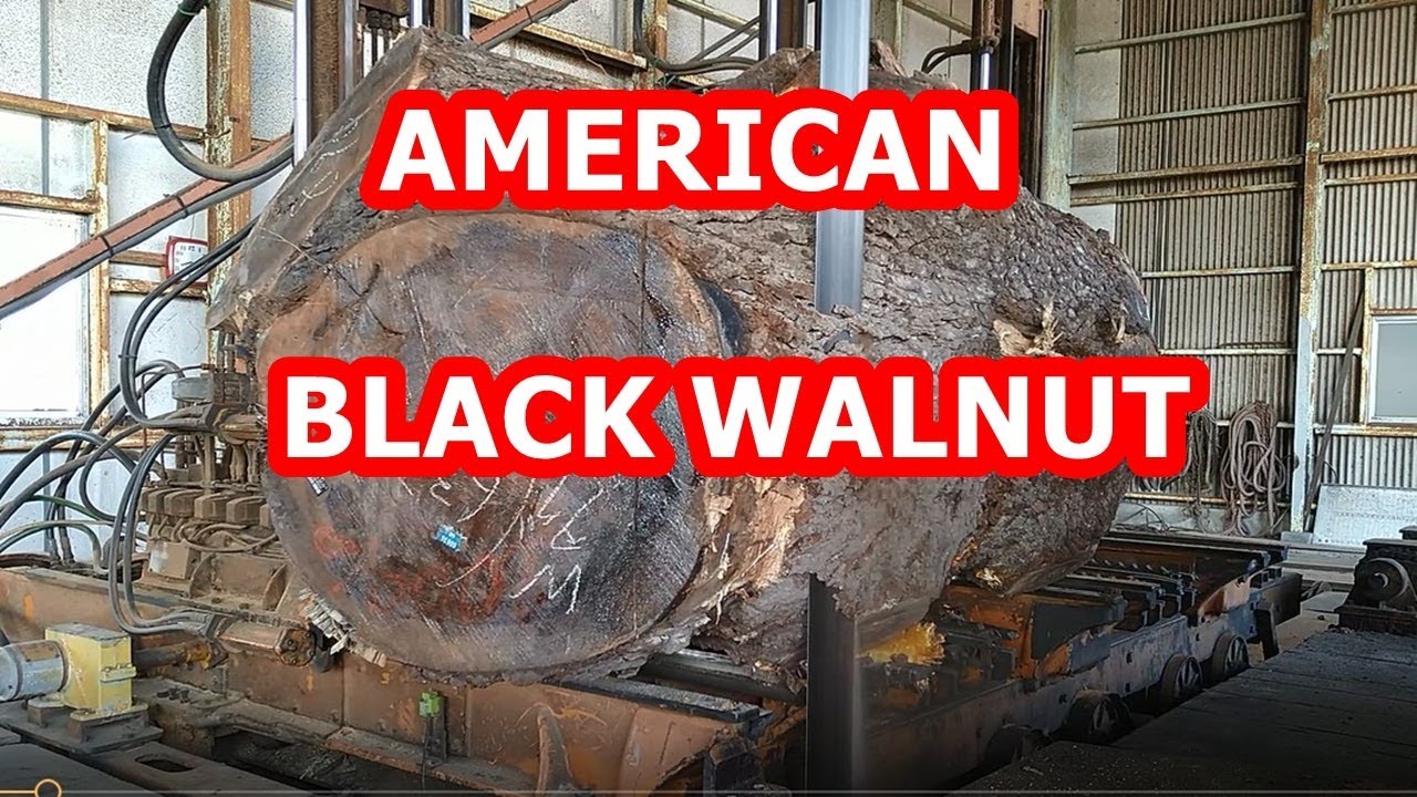 American black walnut