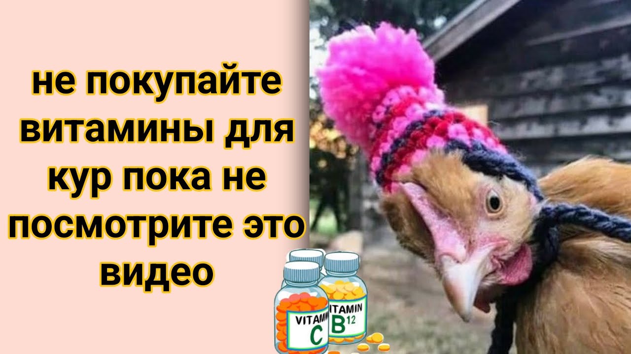 Самые лучшие витамины для кур, уникальный рецепт пророщенной пшеницы для здоровья и яйценоскости