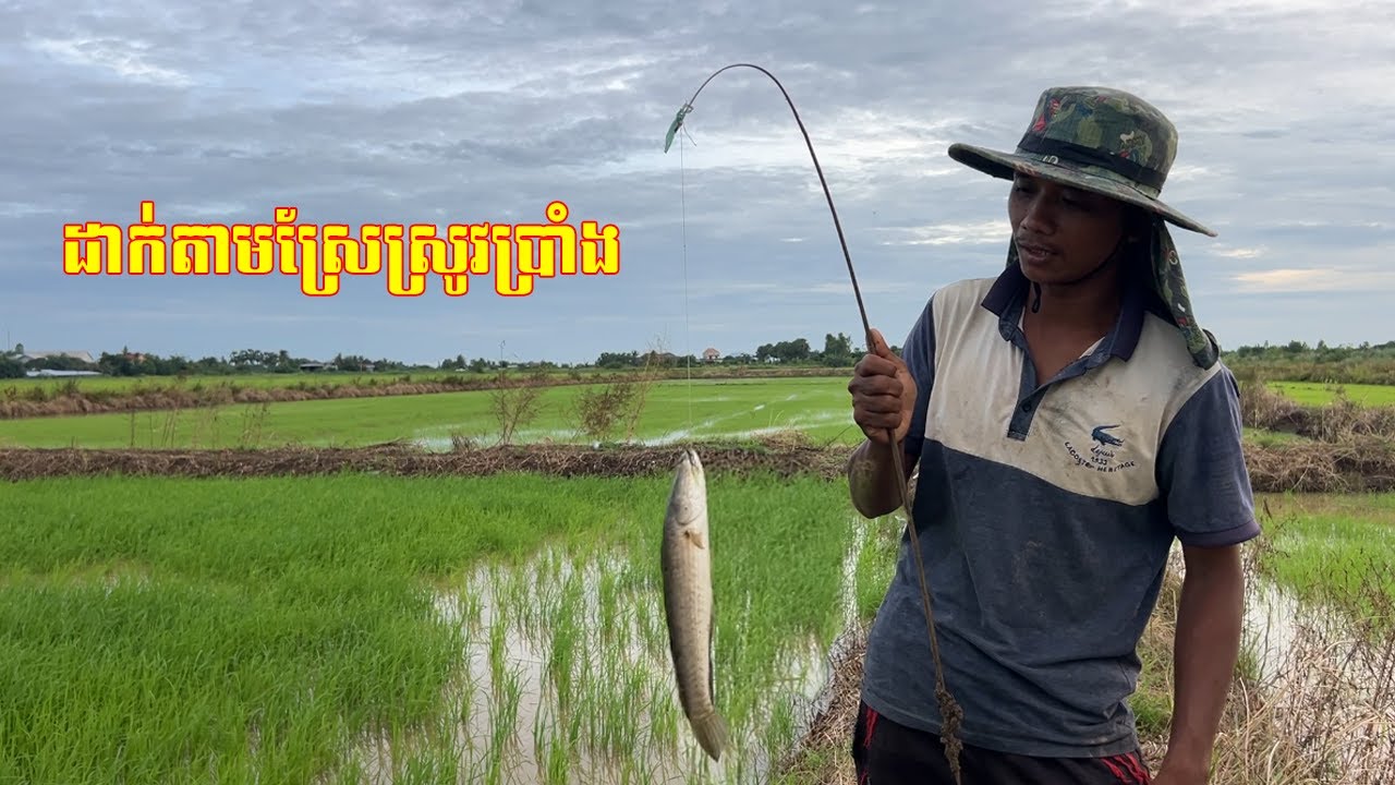 សាកមើលដាក់បង្កៃតាមស្រែស្រូវប្រាំង បានដែរតែ.......។