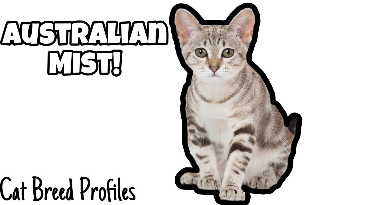 Australian Mist! -Cat Breed Profiles-