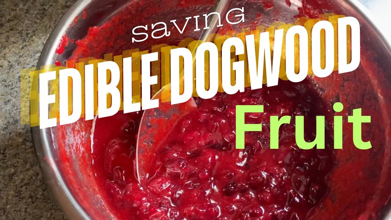 Saving Dogwood Fruit Cornus Mas Cornelian Cherry for future use