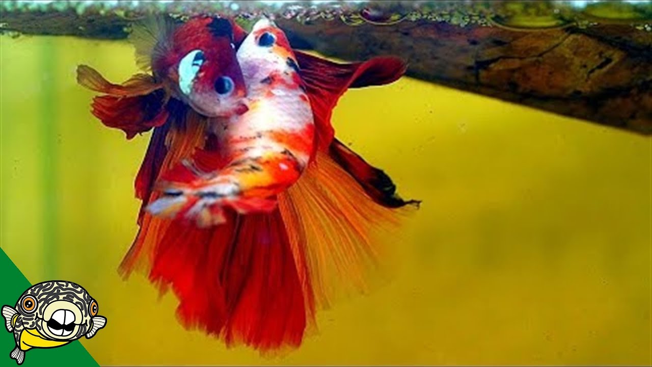 Breeding Bettas and Other Fish with Master Breeder Dean.