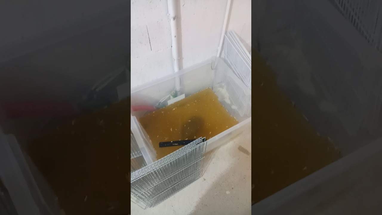 Aujourd'hui, journée de nettoyage des cages avec astuces. (suivi mise à jour du couple jaune)