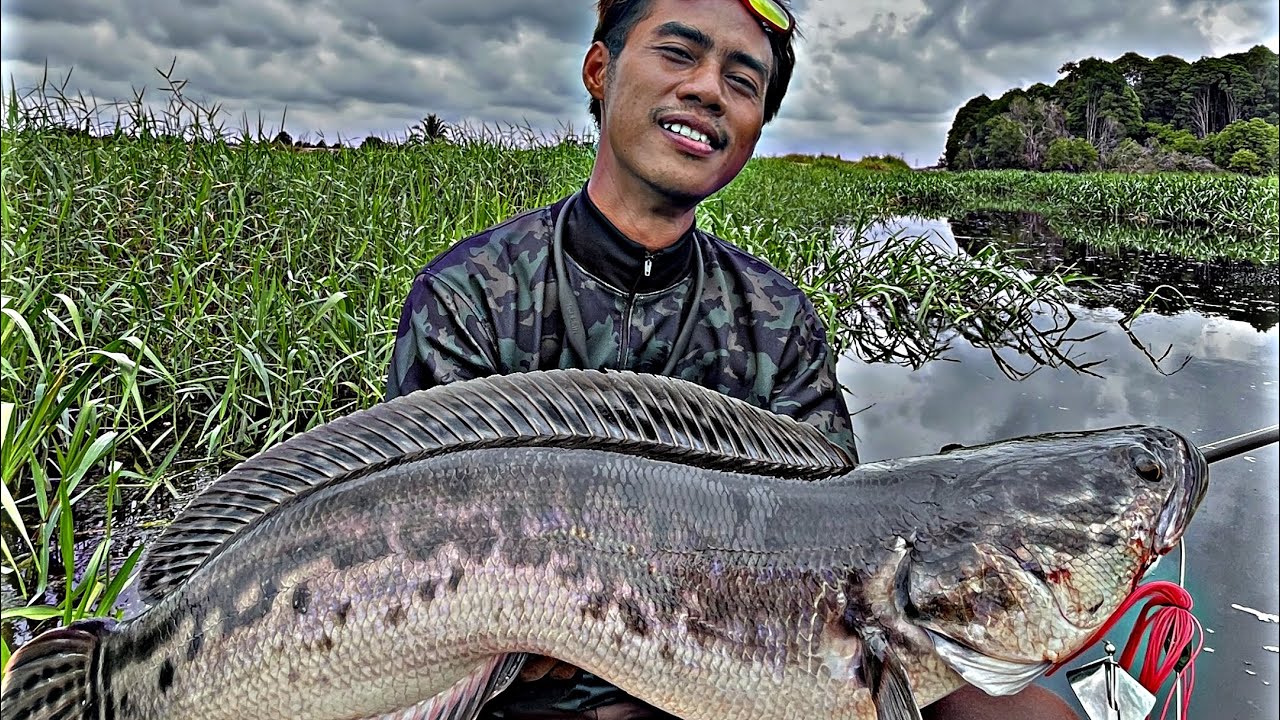 GAGAL STRIKE MAMA TOMAN #castingtoman #fishing 