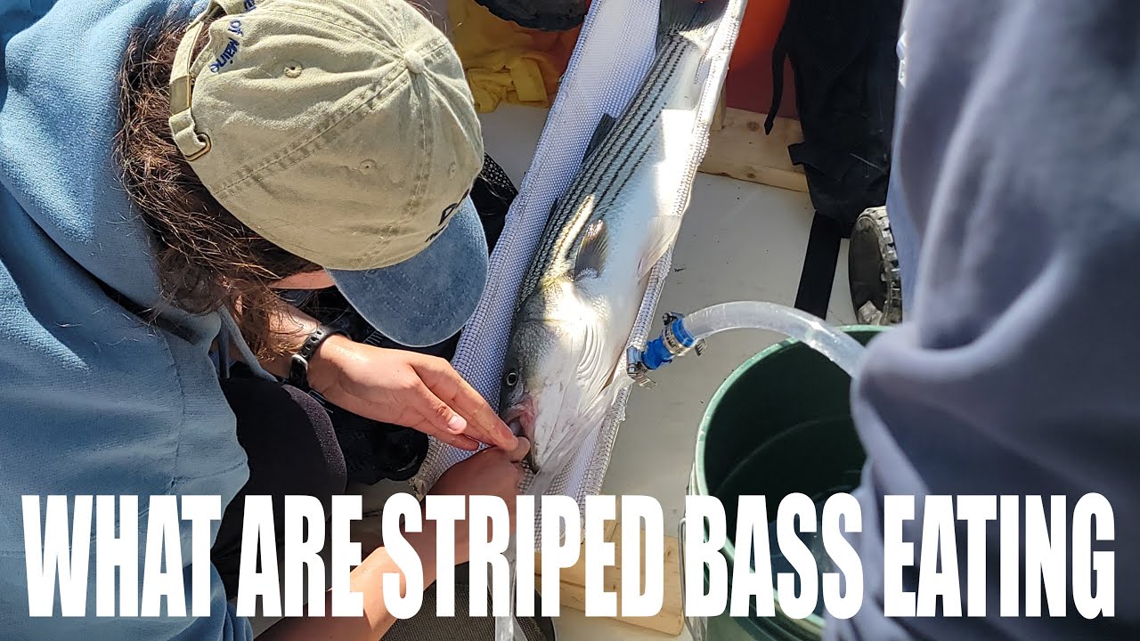 WHAT Are Striped Bass Eating? 