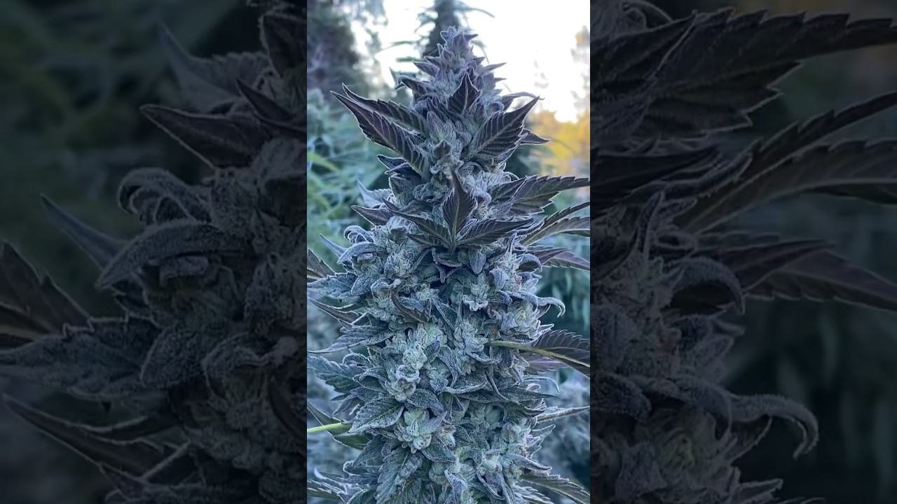 It is now October&hellip;time to harvest!