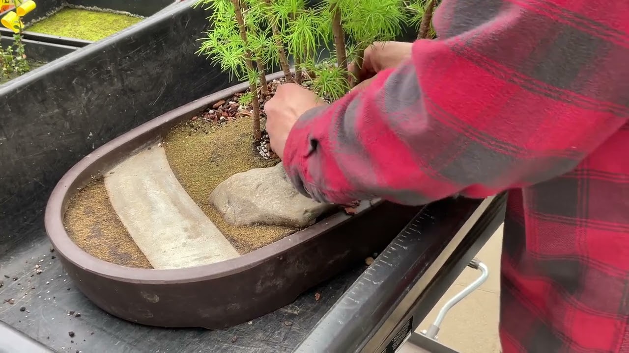 Adjusting the tree placement in my Larch Landscape.  28-Apr-2023